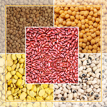 Legumes